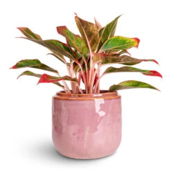 Mabel Plant Pot - Cherry -Plant Promotion Store Aglaonema Crete 12x25cm Mabel Pot Cherry 15x13cm