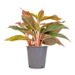 Aglaonema Crete - Chinese Evergreen -Plant Promotion Store Aglaonema Crete Chinese Evergreen 12x25cm