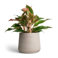 Aglaonema Crete - Chinese Evergreen -Plant Promotion Store Aglaonema Crete Chinese Evergreen 12x25cm Patt Plant Pot Grey Washed 17x14cm
