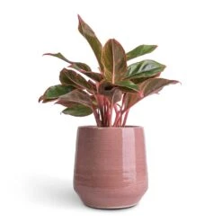 Aglaonema Crete - Chinese Evergreen -Plant Promotion Store Aglaonema Crete Chinese Evergreen 12x25cm Remi Plant Pot Pink 18x19cm b699597c e3b8 4687 99fb 75c93a7c4ca6