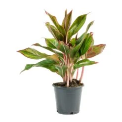Aglaonema Crete - Chinese Evergreen -Plant Promotion Store Aglaonema Crete Chinese Evergreen