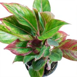 Aglaonema Crete - Chinese Evergreen -Plant Promotion Store Aglaonema Crete Chinese Evergreen Leaves