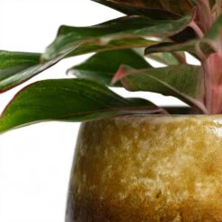 Aglaonema Crete - Chinese Evergreen -Plant Promotion Store Aglaonema Crete Chinese Evergreen Lindy Plant Pot Ochre Close Up be0c6f66 4517 4a84 88ea d9ad39e1080a