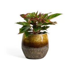 Aglaonema Crete - Chinese Evergreen -Plant Promotion Store Aglaonema Crete Chinese Evergreen Lindy Plant Pot Ochre ef37a1ee 6836 421c 8ed8 a8094bed3ad4