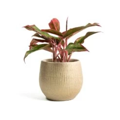 Ryan Plant Pot - Sand Gold -Plant Promotion Store Aglaonema Crete Chinese Evergreen Ryan Plant Pot Sand Gold