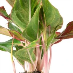Plant Promotion Store -Plant Promotion Store Aglaonema Crete Chinese Evergreen Stems