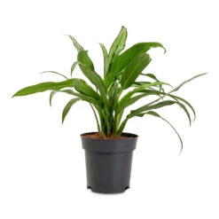 Aglaonema Cutlass - Chinese Evergreen 19 Aglaonema Cutlass - Chinese Evergreen -Plant Promotion Store Aglaonema Cutlass 14x40cm