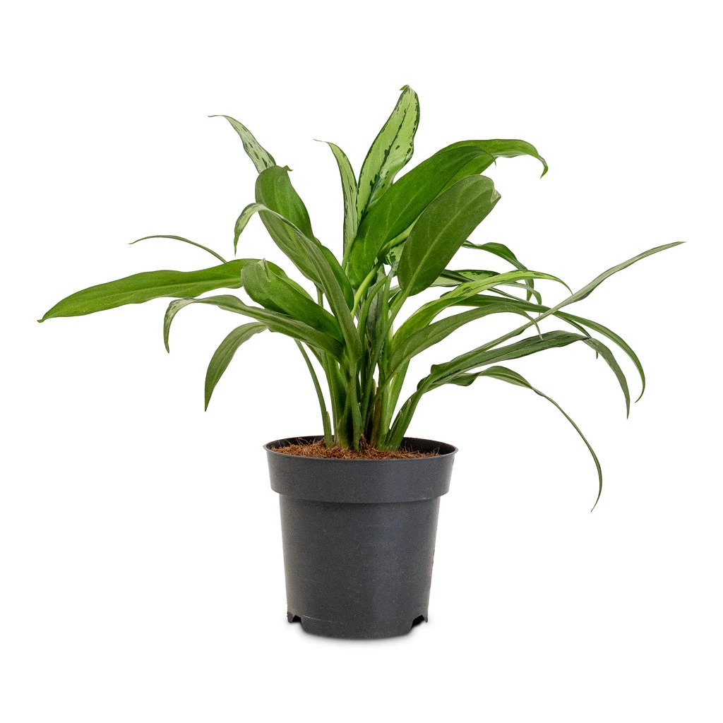 Aglaonema Cutlass - Chinese Evergreen 10 Aglaonema Cutlass - Chinese Evergreen - Image 8