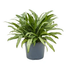 Aglaonema Cutlass - Chinese Evergreen 14 Aglaonema Cutlass - Chinese Evergreen -Plant Promotion Store Aglaonema Cutlass Chinese Evergreen 24cm