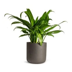 Charlie Plant Pot - Black Washed -Plant Promotion Store Aglaonema Cutlass Chinese Evergreen Houseplant 12x35cm Charlie Plant Pot Black Washed 15x15cm 7adde265 9d0f 4497 96e9 beea737ed68b