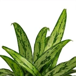 Aglaonema Cutlass - Chinese Evergreen 18 Aglaonema Cutlass - Chinese Evergreen -Plant Promotion Store Aglaonema Cutlass Chinese Evergreen Houseplant 12x35cm Close Leaf