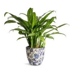 Monza Plant Pot - Vintage Blue -Plant Promotion Store Aglaonema Cutlass Chinese Evergreen Houseplant 12x35cm Monza Plant Pot Vintage Blue 13x12cm 4a1df5de 3eb7 46b8 97c8 9ca0d17cbfc1