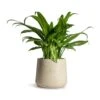 Aglaonema Cutlass - Chinese Evergreen -Plant Promotion Store Aglaonema Cutlass Chinese Evergreen Houseplant 12x35cm Patt Plant Pot Grey Washed 17x14cm