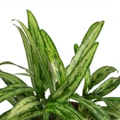 Plant Promotion Store -Plant Promotion Store Aglaonema Cutlass Chinese Evergreen Leaves