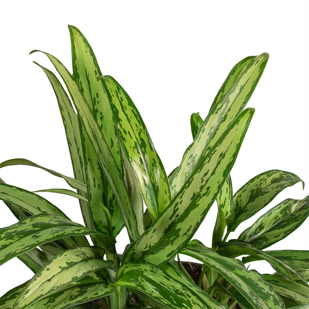 Aglaonema Cutlass - Chinese Evergreen 4 Aglaonema Cutlass - Chinese Evergreen - Image 2
