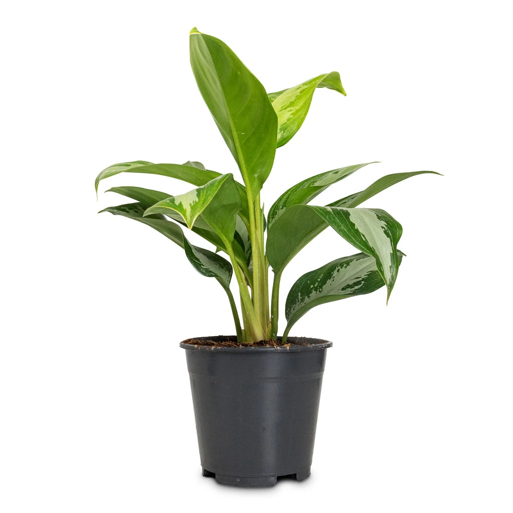 Aglaonema Diamond Bay - Chinese Evergreen 12 Aglaonema Diamond Bay - Chinese Evergreen - Image 10