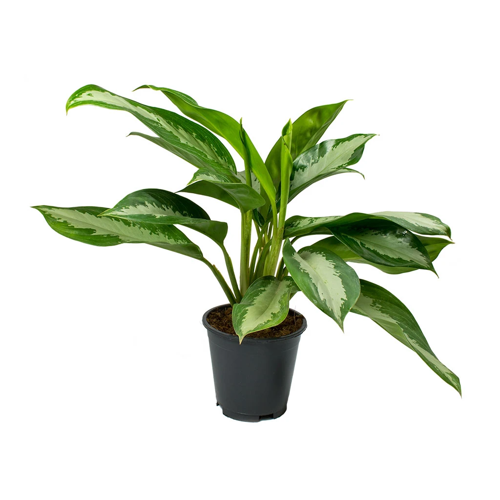 Aglaonema Diamond Bay - Chinese Evergreen 9 Aglaonema Diamond Bay - Chinese Evergreen - Image 7