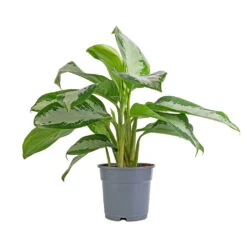 Aglaonema Diamond Bay - Chinese Evergreen 14 Aglaonema Diamond Bay - Chinese Evergreen -Plant Promotion Store Aglaonema Diamond Bay Chinese Evergreen 17x55cm 08d6ab0b 081a 4463 a8bf 9795e35ae969