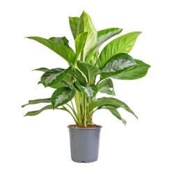 Aglaonema Diamond Bay - Chinese Evergreen 15 Aglaonema Diamond Bay - Chinese Evergreen -Plant Promotion Store Aglaonema Diamond Bay Chinese Evergreen 21x50cm