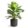 Aglaonema Diamond Bay - Chinese Evergreen 2 Aglaonema Diamond Bay - Chinese Evergreen -Plant Promotion Store Aglaonema Diamond Bay Chinese Evergreen 21x50cm Charlie Plant Pot Black Washed 25x24cm