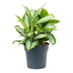 Aglaonema Diamond Bay - Chinese Evergreen 17 Aglaonema Diamond Bay - Chinese Evergreen -Plant Promotion Store Aglaonema Diamond Bay Chinese Evergreen 30cm