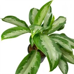 Aglaonema Diamond Bay - Chinese Evergreen 16 Aglaonema Diamond Bay - Chinese Evergreen -Plant Promotion Store Aglaonema Diamond Bay Chinese Evergreen Leaves