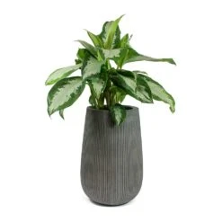Patt High Ridged Planter - Dark Grey -Plant Promotion Store Aglaonema Diamond Bay Chinese Evergreen Patt High Plant Vase Ridged Dark Grey