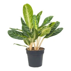 Aglaonema Key Lime - Chinese Evergreen -Plant Promotion Store Aglaonema Key Lime Chinese Evergreen 27cm