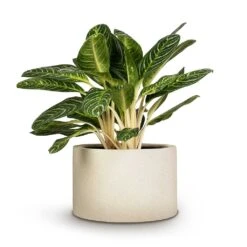 Grigio Cylinder Planter - Antique White Concrete 15 Grigio Cylinder Planter - Antique White Concrete -Plant Promotion Store Aglaonema Key Lime Chinese Evergreen 27x75cm Grigio Cylinder Planter Antique White Concrete 48x32cm