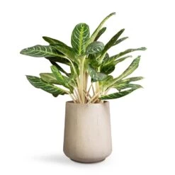 Aglaonema Key Lime - Chinese Evergreen -Plant Promotion Store Aglaonema Key Lime Chinese Evergreen 27x75cm Raindrop Tube High Round Planter Stone 37x42cm