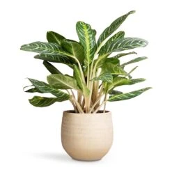 Ryan Plant Pot - Sand Gold -Plant Promotion Store Aglaonema Key Lime Chinese Evergreen 27x75cm Ryan Plant Pot Sand Gold 36x32cm a971244f 48fe 42f7 9294 9ea7f9b1b0aa