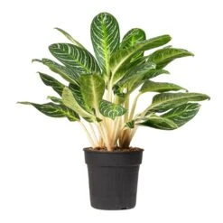 Aglaonema Key Lime - Chinese Evergreen -Plant Promotion Store Aglaonema Key Lime Chinese Evergreen 27x80cm