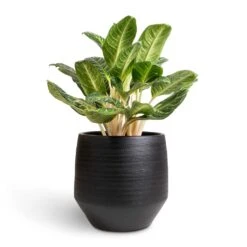 Norell Plant Pot - Black -Plant Promotion Store Aglaonema Key Lime Chinese Evergreen 27x80cm Norell Plant Pot Black 42x38cm 66a98fc0 36ec 43fa 85cf 6f4c27acec76