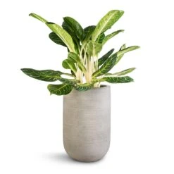 Cody Ridged Tall Planter - Cement 16 Cody Ridged Tall Planter - Cement -Plant Promotion Store Aglaonema Key Lime Chinese Evergreen Cody Plant Vase Ridged Cement 35x55cm