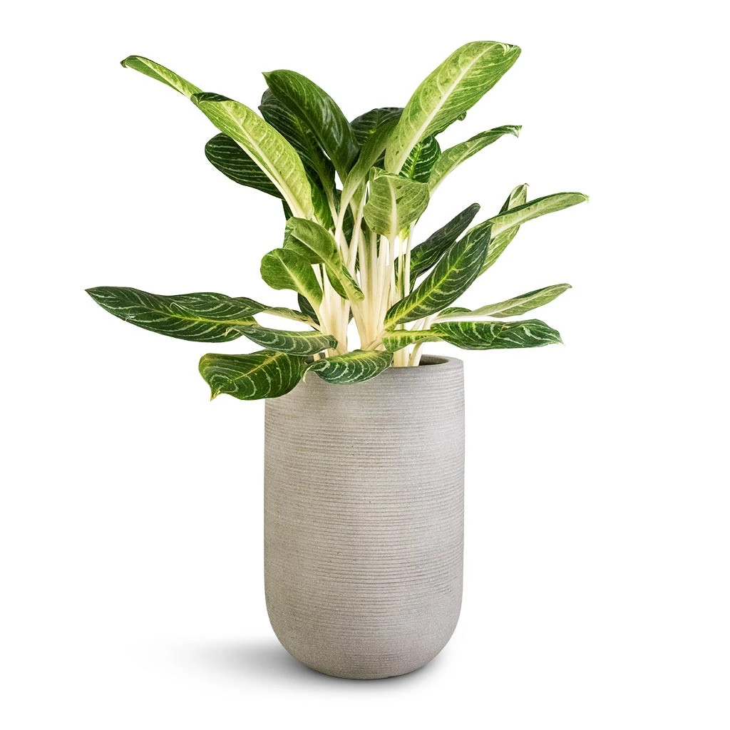 Cody Ridged Tall Planter - Cement 6 Cody Ridged Tall Planter - Cement - Image 4