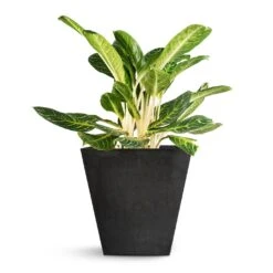 Ella Artstone Plant Pot - Black -Plant Promotion Store Aglaonema Key Lime Chinese Evergreen Ella Artstone Plant Pot Black 45x45x45cm b1fc30f8 68b3 484f 941b fe24594521b4