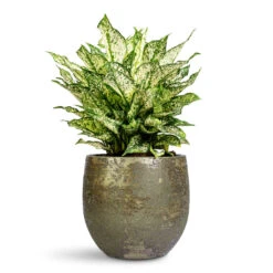 Rustic Plant Pot - Moss Green -Plant Promotion Store Aglaonema Kiwi 19x45cm Rustic Pot Moss Green 25x23cm 1
