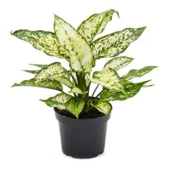 Aglaonema Kiwi - Chinese Evergreen 33 Aglaonema Kiwi - Chinese Evergreen -Plant Promotion Store Aglaonema Kiwi Chinese Evergreen 12cm