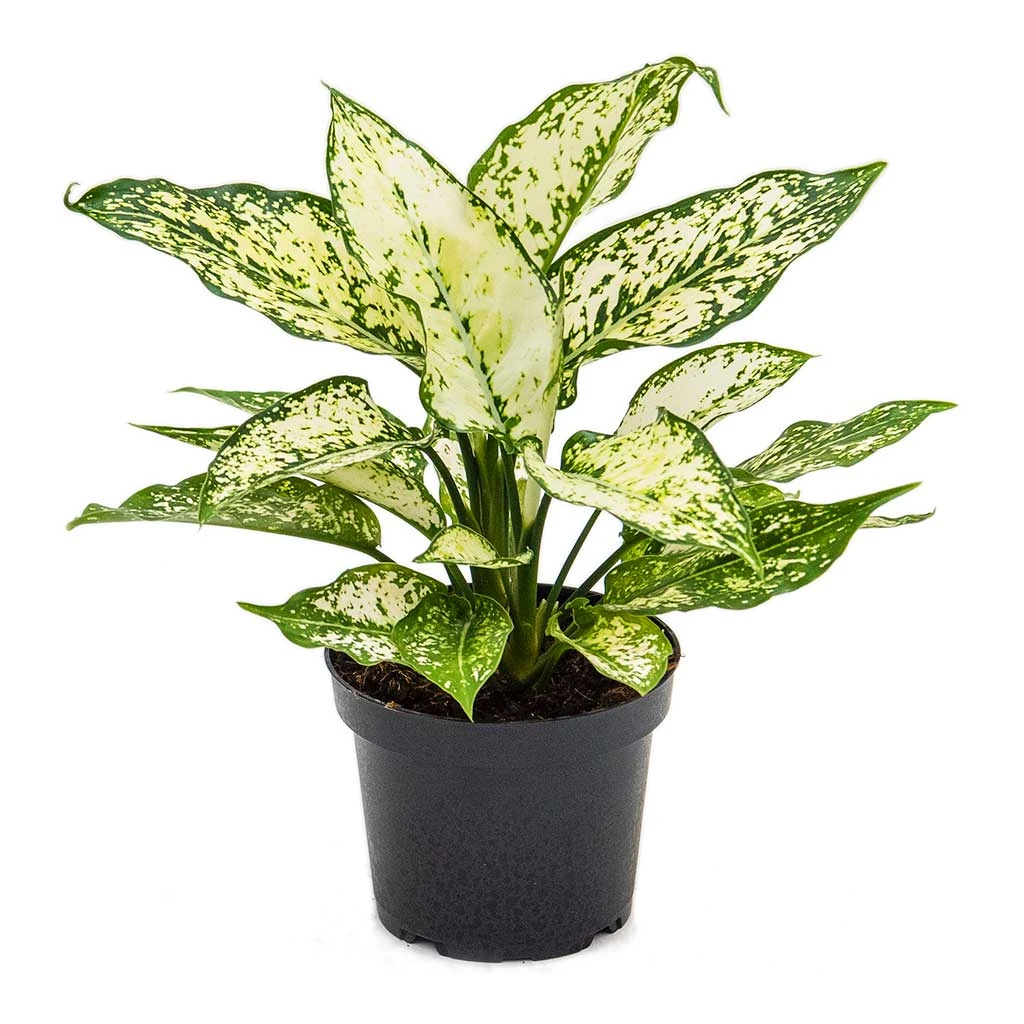 Aglaonema Kiwi - Chinese Evergreen 16 Aglaonema Kiwi - Chinese Evergreen - Image 14