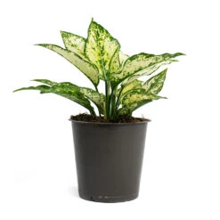 Aglaonema Kiwi - Chinese Evergreen 35 Aglaonema Kiwi - Chinese Evergreen -Plant Promotion Store Aglaonema Kiwi Chinese Evergreen 12cm 256f67b9 d96f 4ff1 830f 4a0556233ef6