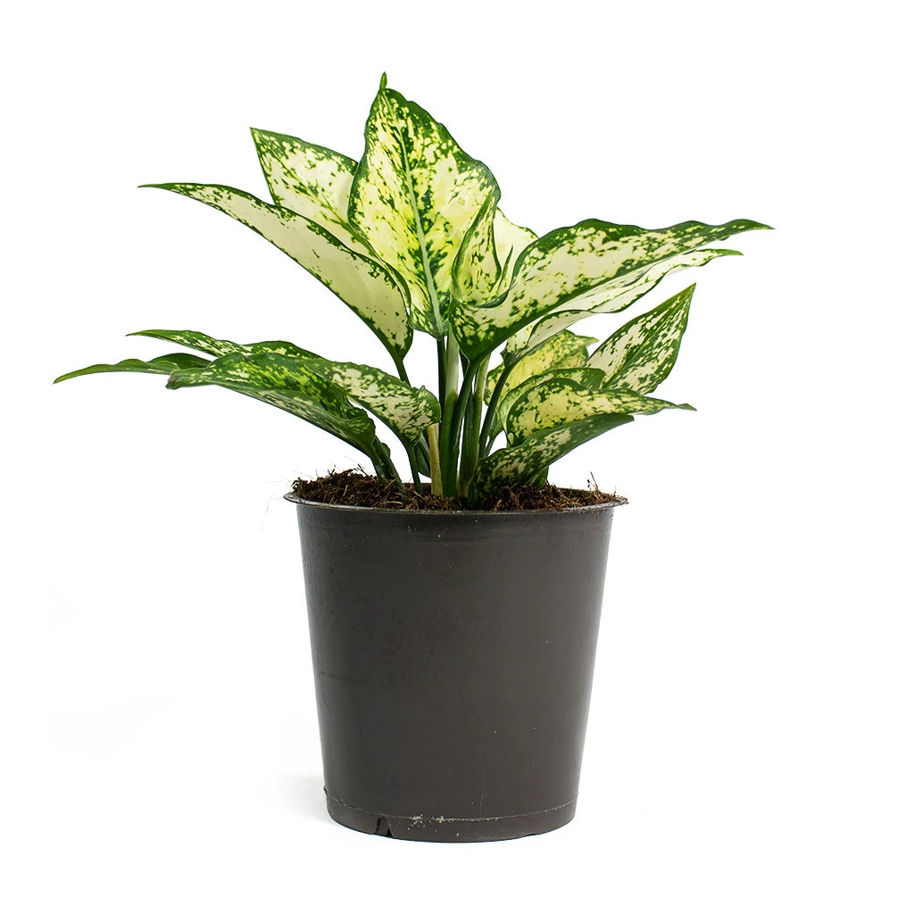 Aglaonema Kiwi - Chinese Evergreen 18 Aglaonema Kiwi - Chinese Evergreen - Image 16
