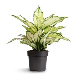 Aglaonema Kiwi - Chinese Evergreen 23 Aglaonema Kiwi - Chinese Evergreen -Plant Promotion Store Aglaonema Kiwi Chinese Evergreen 12x30cm 2