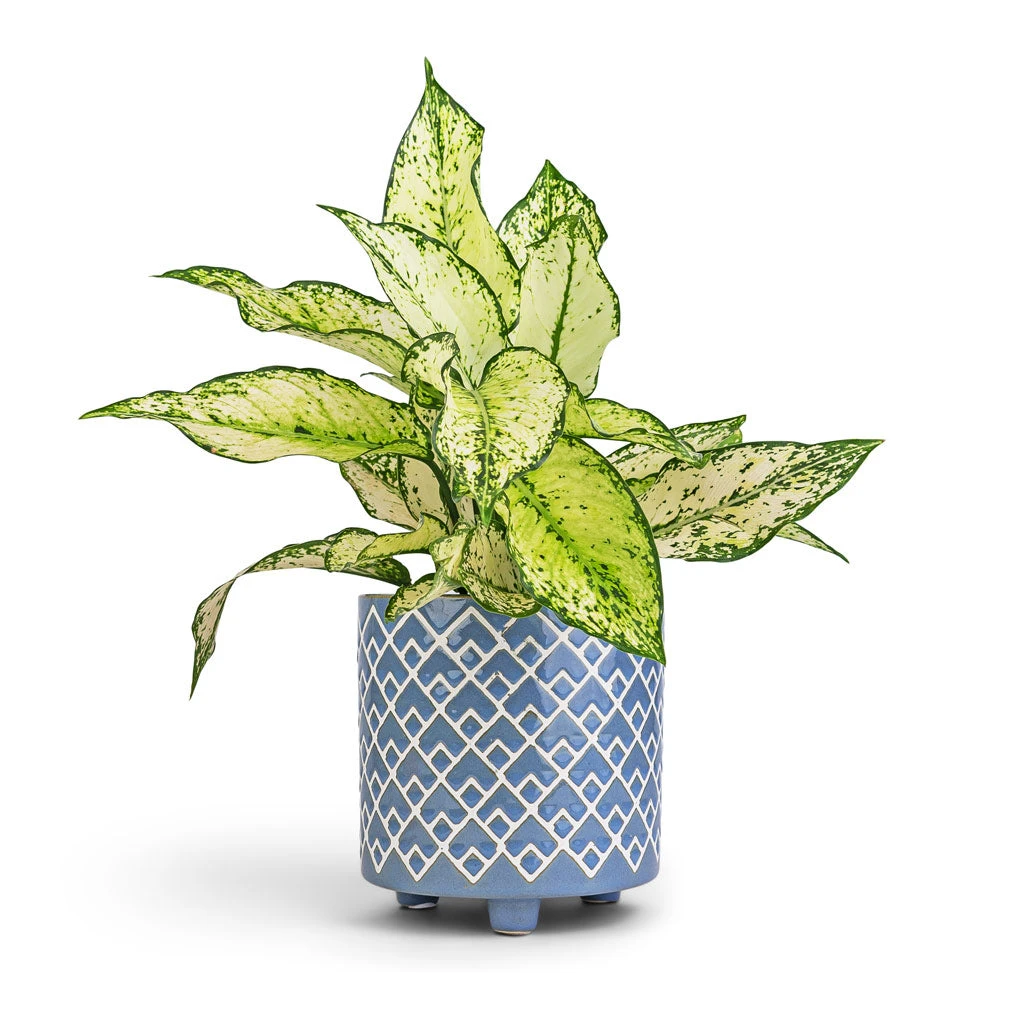 Aglaonema Kiwi - Chinese Evergreen 19 Aglaonema Kiwi - Chinese Evergreen - Image 17