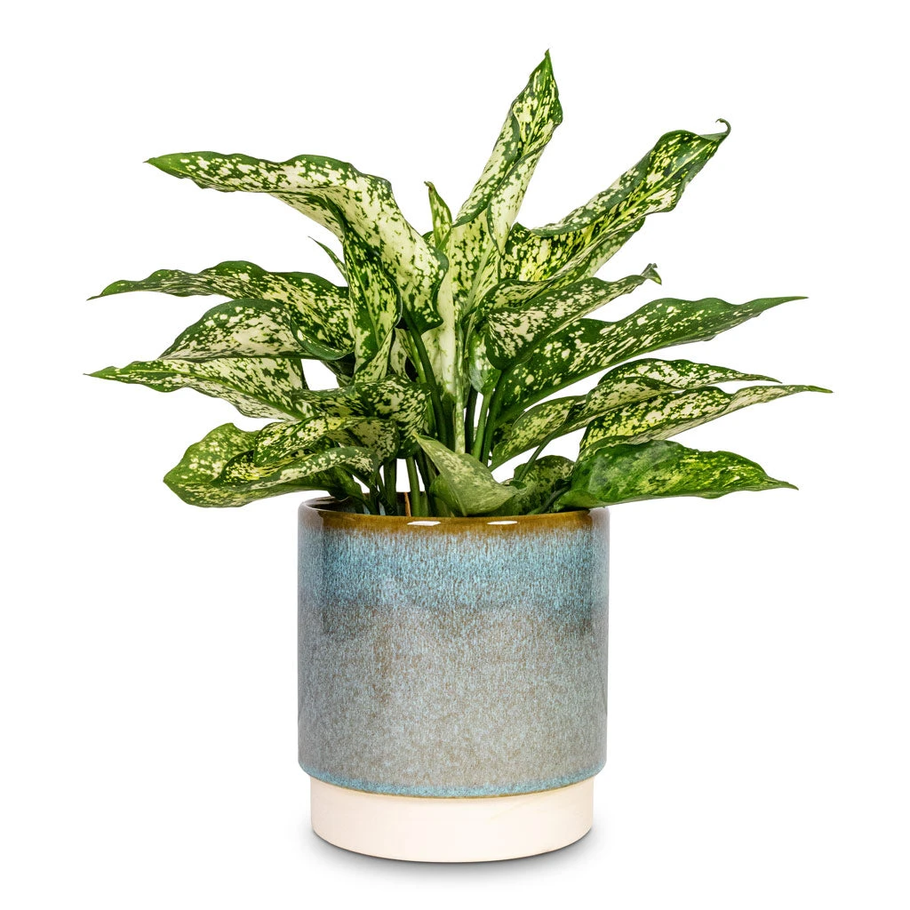Copenhagen Plant Pot - Aqua 6 Copenhagen Plant Pot - Aqua - Image 4