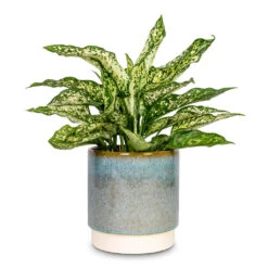 Aglaonema Kiwi - Chinese Evergreen 32 Aglaonema Kiwi - Chinese Evergreen -Plant Promotion Store Aglaonema Kiwi Chinese Evergreen 12x30cm Copenhagen Plant Pot Aqua 15.5x16cm