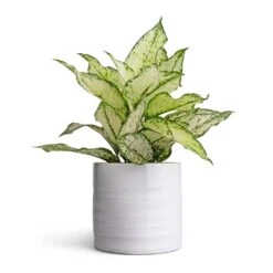 Hadleigh Plant Pot - White 18 Hadleigh Plant Pot - White -Plant Promotion Store Aglaonema Kiwi Chinese Evergreen 12x30cm Hadleigh Plant Pot White 14x13cm d7e65c5d 2647 419a ae12 c34393535fb8