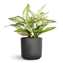 Aglaonema Kiwi - Chinese Evergreen 29 Aglaonema Kiwi - Chinese Evergreen -Plant Promotion Store Aglaonema Kiwi Chinese Evergreen 12x30cm Leon Plant Pot Granite 14.5x12cm 82ef6db9 ebd0 45c6 b481 eabcc47702ce
