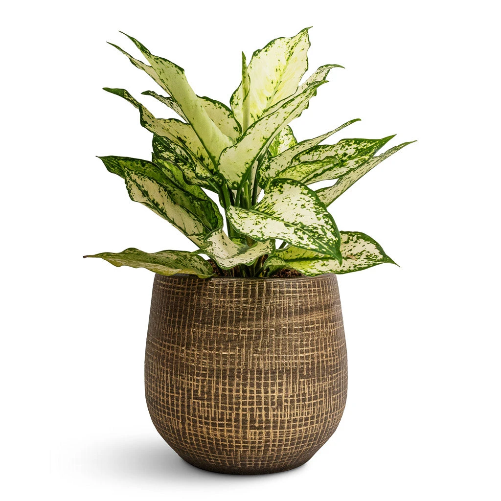 Ryan Plant Pot - Shiny Gold 17 Ryan Plant Pot - Shiny Gold - Image 15