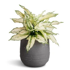 Aglaonema Kiwi - Chinese Evergreen 25 Aglaonema Kiwi - Chinese Evergreen -Plant Promotion Store Aglaonema Kiwi Chinese Evergreen 19x45cm Aurora Terrazzo Handle Plant Pot Slate 22x21cm d3a9c376 f263 4eff 894e 57f34a7e16b3