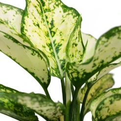 Aglaonema Kiwi - Chinese Evergreen 28 Aglaonema Kiwi - Chinese Evergreen -Plant Promotion Store Aglaonema Kiwi Chinese Evergreen Close Up